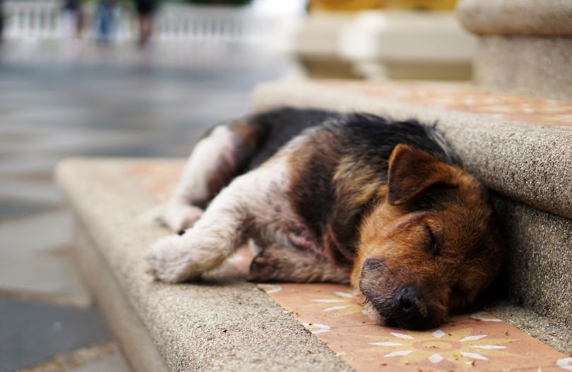 Stray dog sleeping