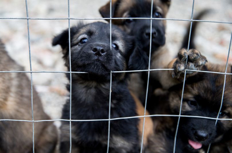 Puppies in shelter