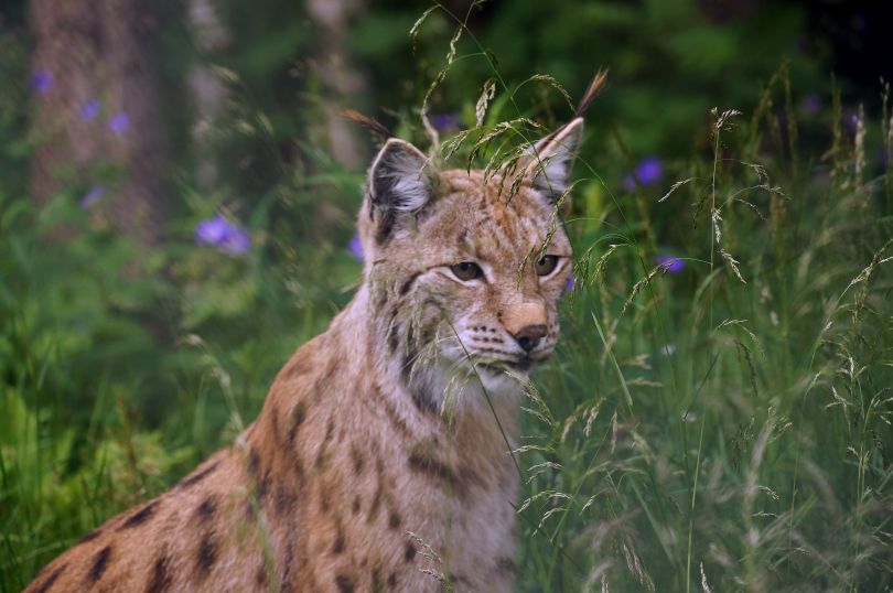 lynx in the forest