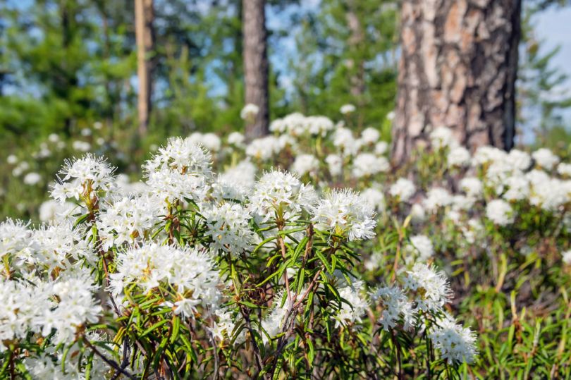 white flowers in the forest