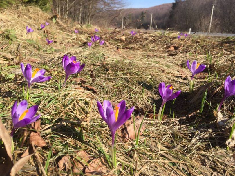 violet flowers blooming in forest