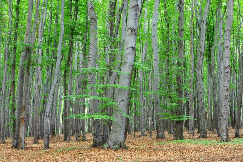 green forest