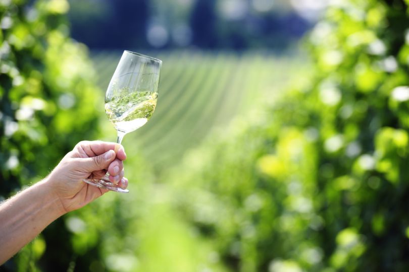 Riesling wine yard