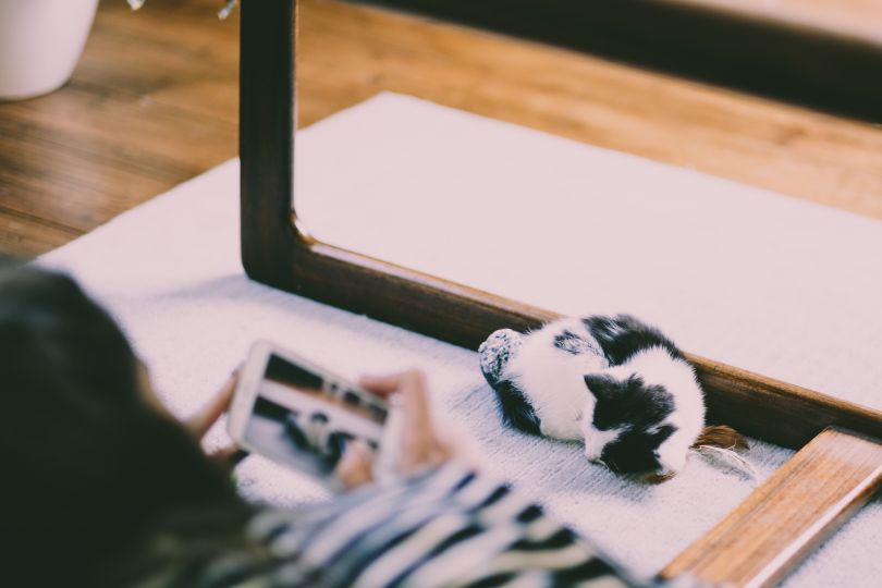 Woman taking a picture of a cute cat