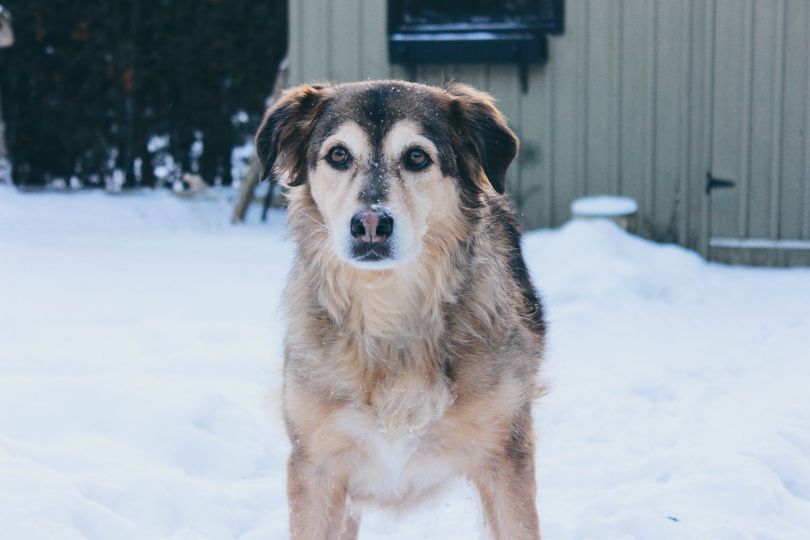 Homeless dog in winter