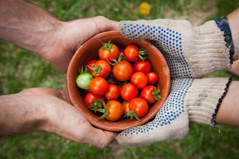 People holding tomatoes