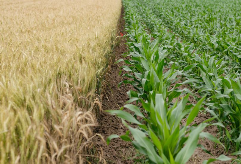 Agricultural field