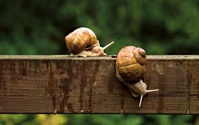 snails