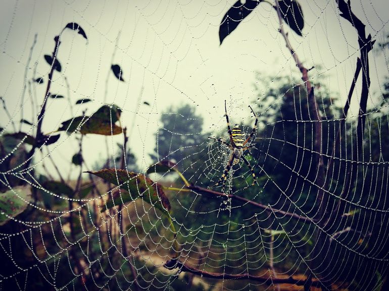spider