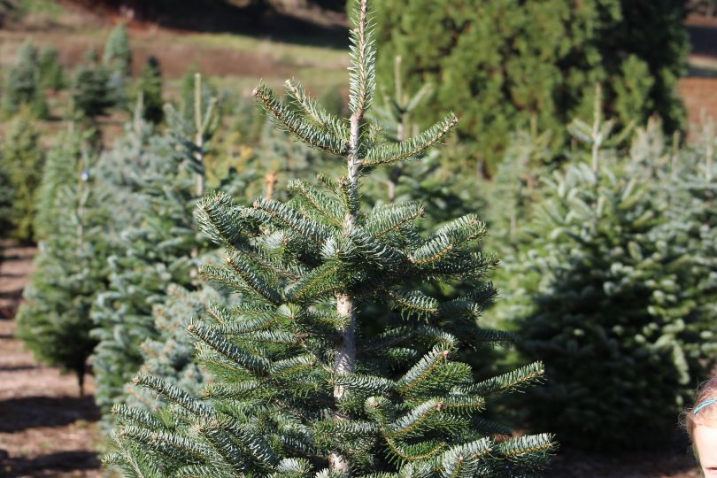 Small Christmas trees on sale