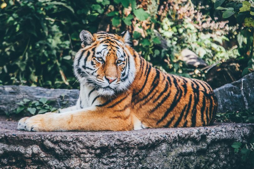 Tiger chilling